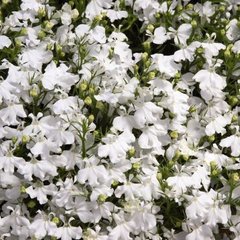 Насіння квітів лобелії Палац, 1000 шт. (мультидраже), білий