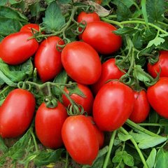 Насіння томату (помідора) Галілея F1