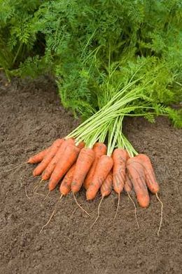Насіння моркви Каріні