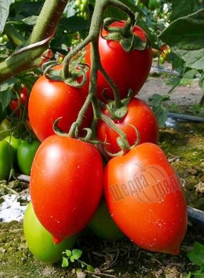 Насіння томату (помідора) Колібрі F1