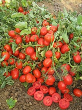 Насіння томату (помідора) Уно Россо F1, 20 шт