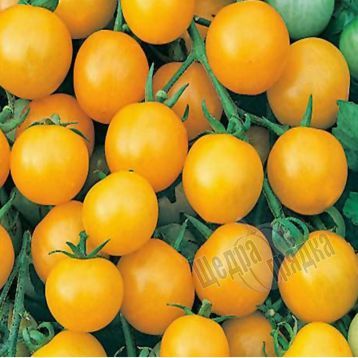 Насіння томату (помідора) Хані Дропс F1