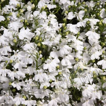 Семена цветов лобелии Палац, 1000 шт. (мультидраже), белый