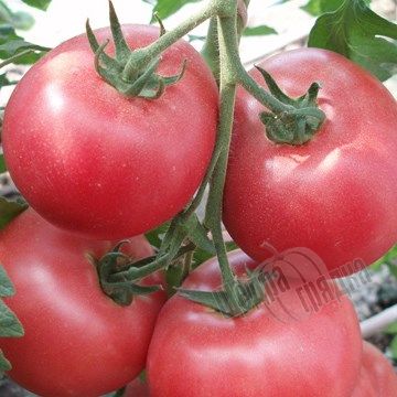 Насіння томату (помідора) Пінк Харт F1, 50 шт
