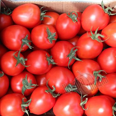 Насіння томату (помідора) Колібрі F1