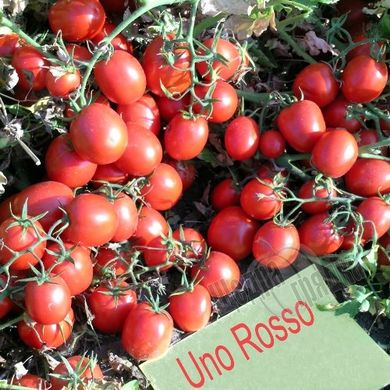 Семена томата (помидора) Уно Россо F1, 20 шт