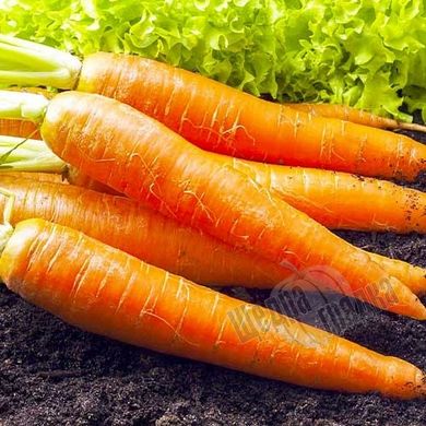 Семена моркови Каротан