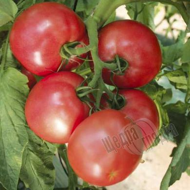 Насіння томату (помідора) Пінк Харт F1, 500 шт