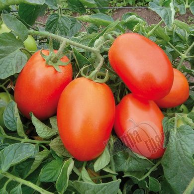 Семена томата (помидора) Галилея F1