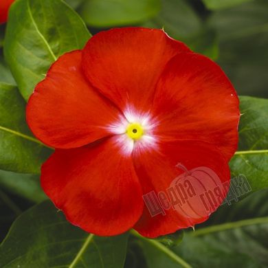 Насіння квітів катарантуса (барвінку) СанШторм F1, 100 шт, скарлет з вічком