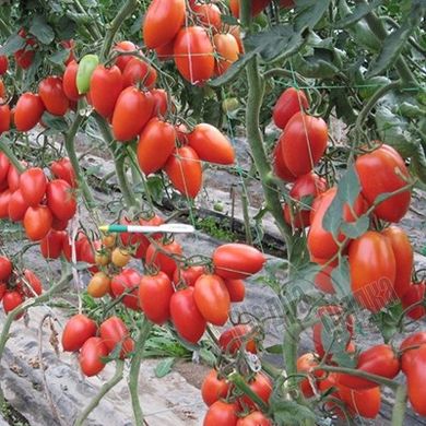 Семена томата (помидора) Колибри F1