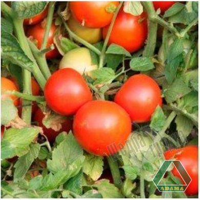 Насіння томату (помідора) Бінг F1