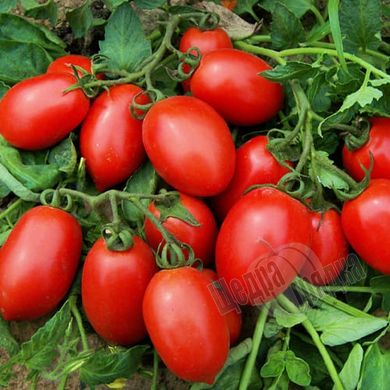 Семена томата (помидора) Галилея F1