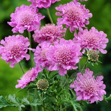 Семена цветов скабиозы японской Розовый Диамант
