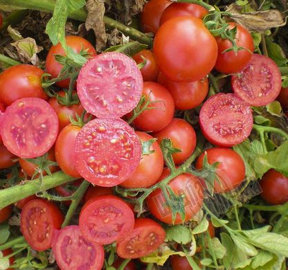 Насіння томату (помідора) Уно Россо F1