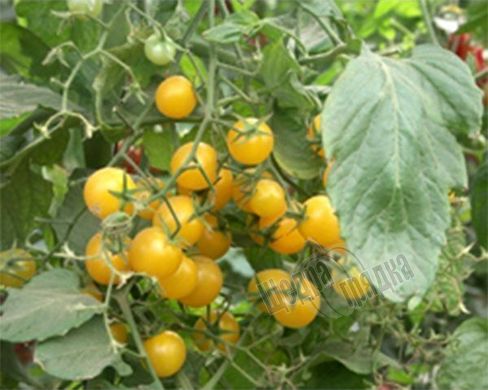 Семена томата (помидора) Хани Дропс F1