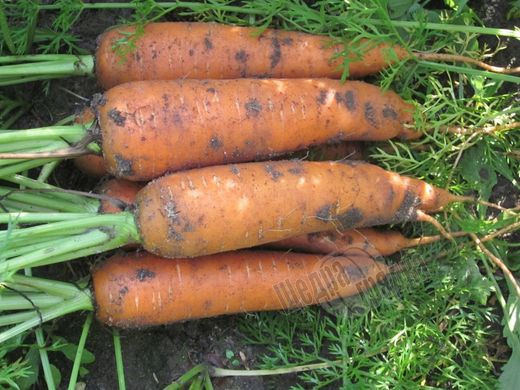 Насіння моркви Каріні