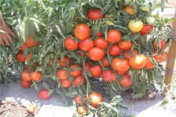 Семена томата (помидора) Уно Россо F1, 20 шт