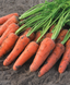 Семена моркови Карини