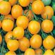 Насіння томату (помідора) Хані Дропс F1