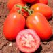 Насіння томату (помідора) Галілея F1