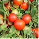 Семена томата (помидора) Бинг F1