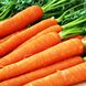 Семена моркови Каротан