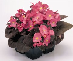 Семена цветов бегонии изящной Найтлайф F1 (бронзовый лист), 200 шт., темно-розовый