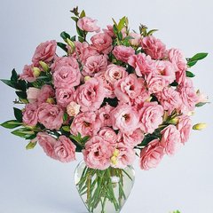 Насіння квітів еустоми АВС F1, 100 шт (драже), діп роуз