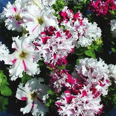 Насіння квітів петунії грандіфлори Поздрав із Яромнерже, 500 шт (драже)