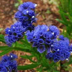 Семена цветов статицы КИС, 1000 шт, темно-синий