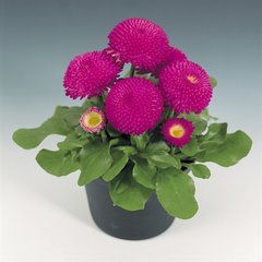 Насіння квітів маргаритки Тассо, 250 шт (драже), темно-рожевий