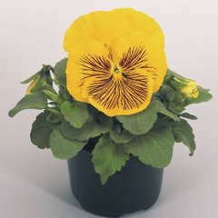 Семена цветов виолы виттроки Кетс F1, 100 шт, желтый