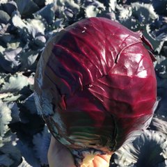 Семена краснокочанной капусты Редгард F1, 2500 шт