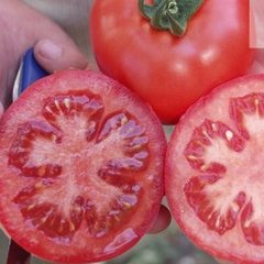Семена томата (помидора) Пьетро F1