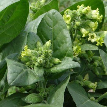 Насіння махорки (Тютюн сільський), 0,1 г