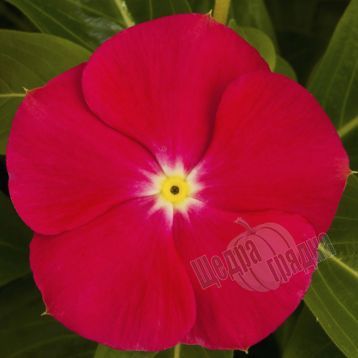 Насіння квітів катарантуса (барвінку) СанШторм F1, 100 шт, яскраво-червоний