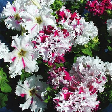 Насіння квітів петунії грандіфлори Поздрав із Яромнерже, 500 шт. (драже)