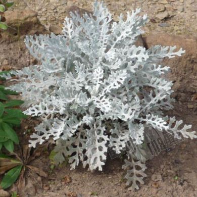 Насіння квітів цинерарії приморської Срібний Пил