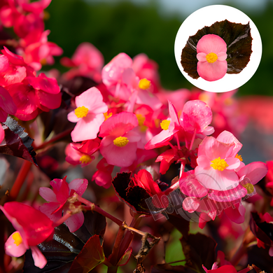 Семена цветов бегонии многоцветковой Стоунхендж F1 (бронзовый лист), 20 шт (драже), розовый