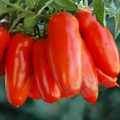 Насіння томату (помідора) Перцевидний, 0,1 г