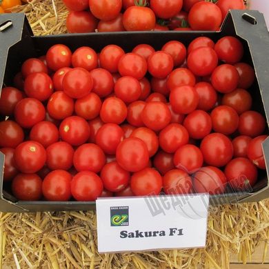 Семена томата (помидора) Сакура F1