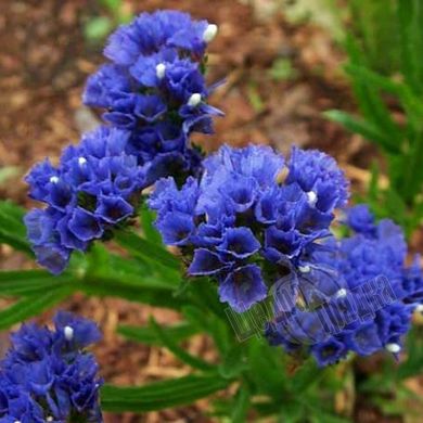 Насіння квітів статиці КІС, 1000 шт, темно-синій