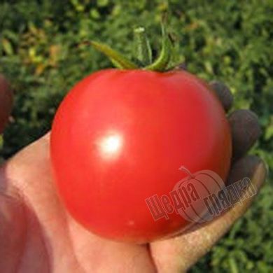Семена томата (помидора) Акела F1