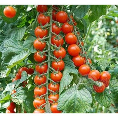 Насіння томату (помідора) Сакура F1
