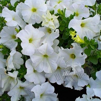 Насіння квітів петунії грандіфлори Ламбада F1, 1000 шт (драже), білий