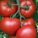 Насіння томату (помідора) Акела F1