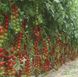 Насіння томату (помідора) Сакура F1