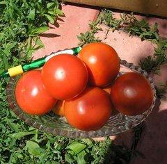 Семена томата (помидора) Кристал F1