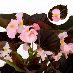 Семена цветов бегонии многоцветковой Стоунхендж F1 (бронзовый лист), 20 шт (драже), светло-розовый